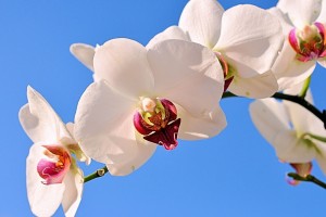 世界拳击退役运动员创业扶持基金申请指南，职业拳击手退役年龄